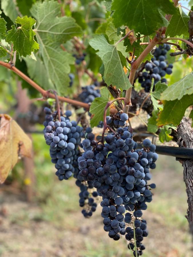 גרבנה Trie Vineyard Cottage מראה חיצוני תמונה